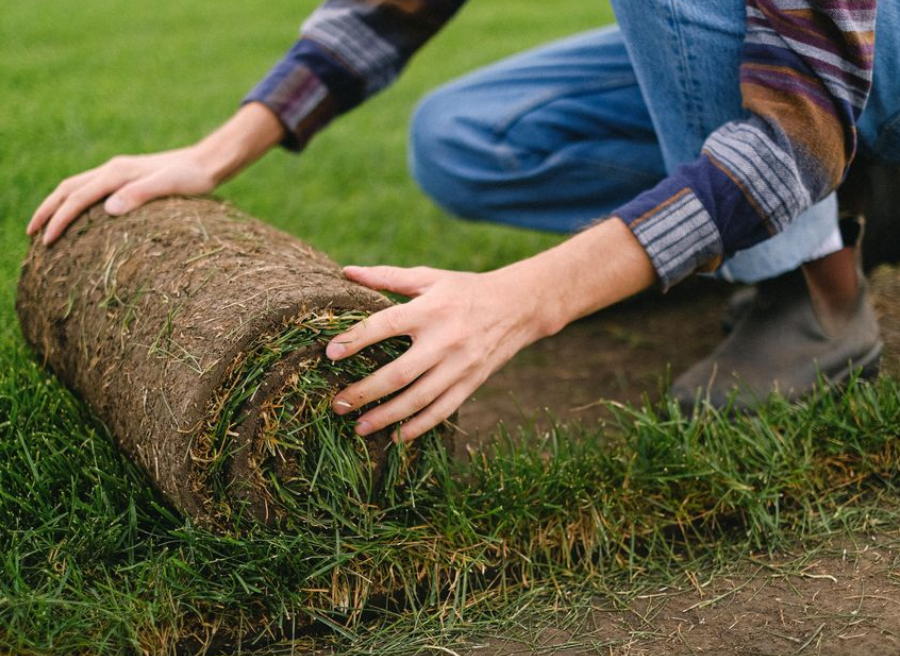 How to Build a Healthier Lawn That Lasts art-sheep.com