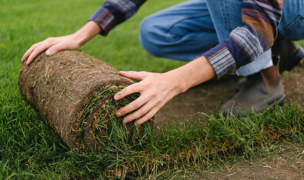 How to Build a Healthier Lawn That Lasts art-sheep.com