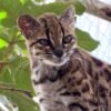 The First New Cat Species in 100 Years Was Hiding in a Bolivian Cloud Forest art-sheep.com