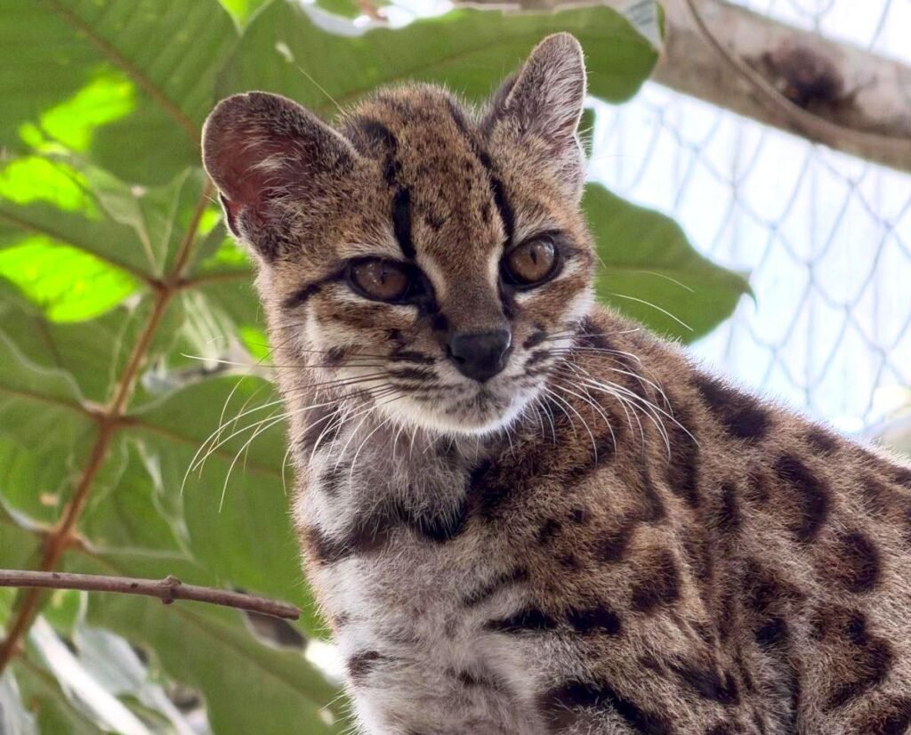 The First New Cat Species in 100 Years Was Hiding in a Bolivian Cloud Forest art-sheep.com