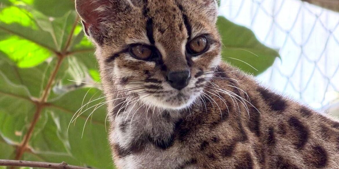 The First New Cat Species in 100 Years Was Hiding in a Bolivian Cloud Forest art-sheep.com
