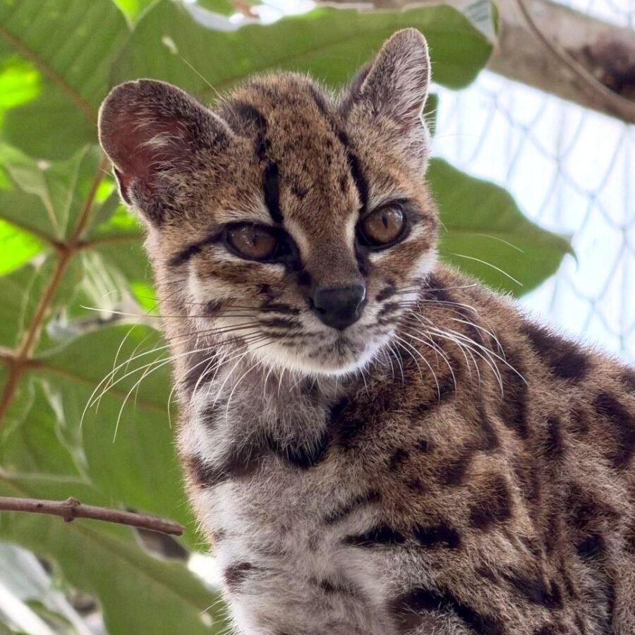 The First New Cat Species in 100 Years Was Hiding in a Bolivian Cloud Forest art-sheep.com